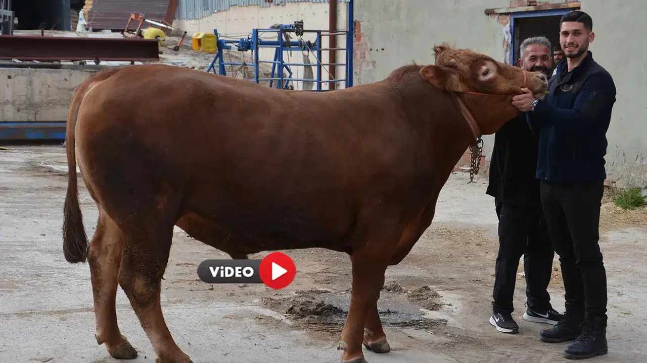 Bir Tonluk Kurbanlık Dana Rekor Fiyata Satıldı