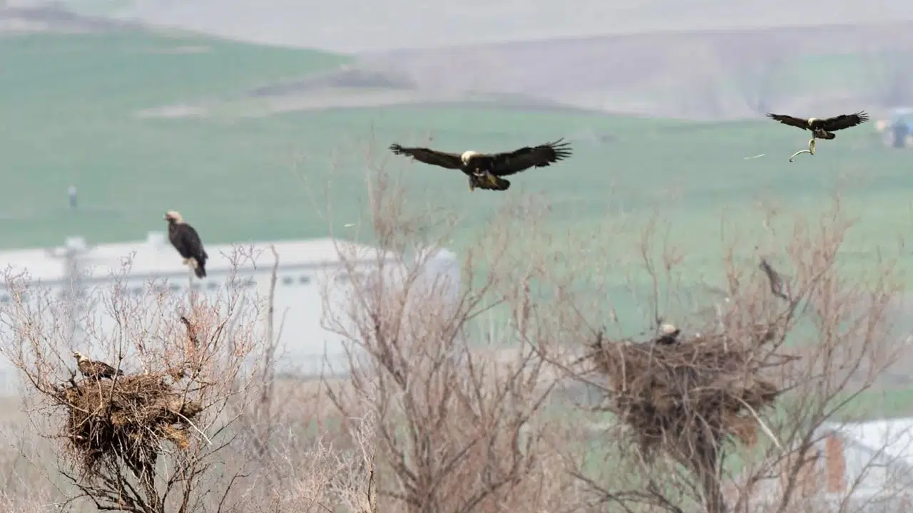 Gökyüzünün Nadir Misafiri Çorum’da Görüldü