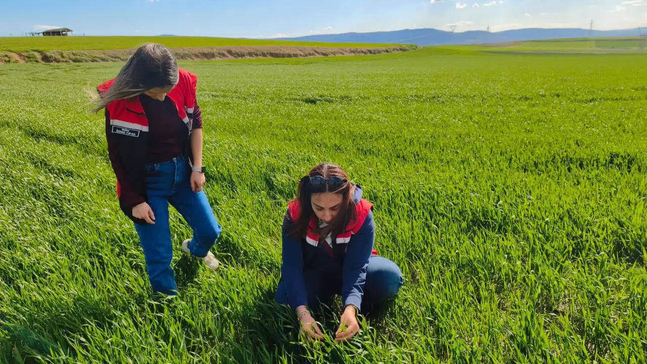 Çorum’da İlk Kez Denenen Tohumdan Şaşırtan Performans