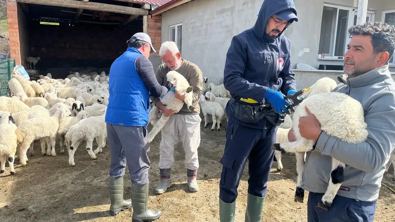 Aşılama ve Küpeleme Çalışmaları Sürüyor