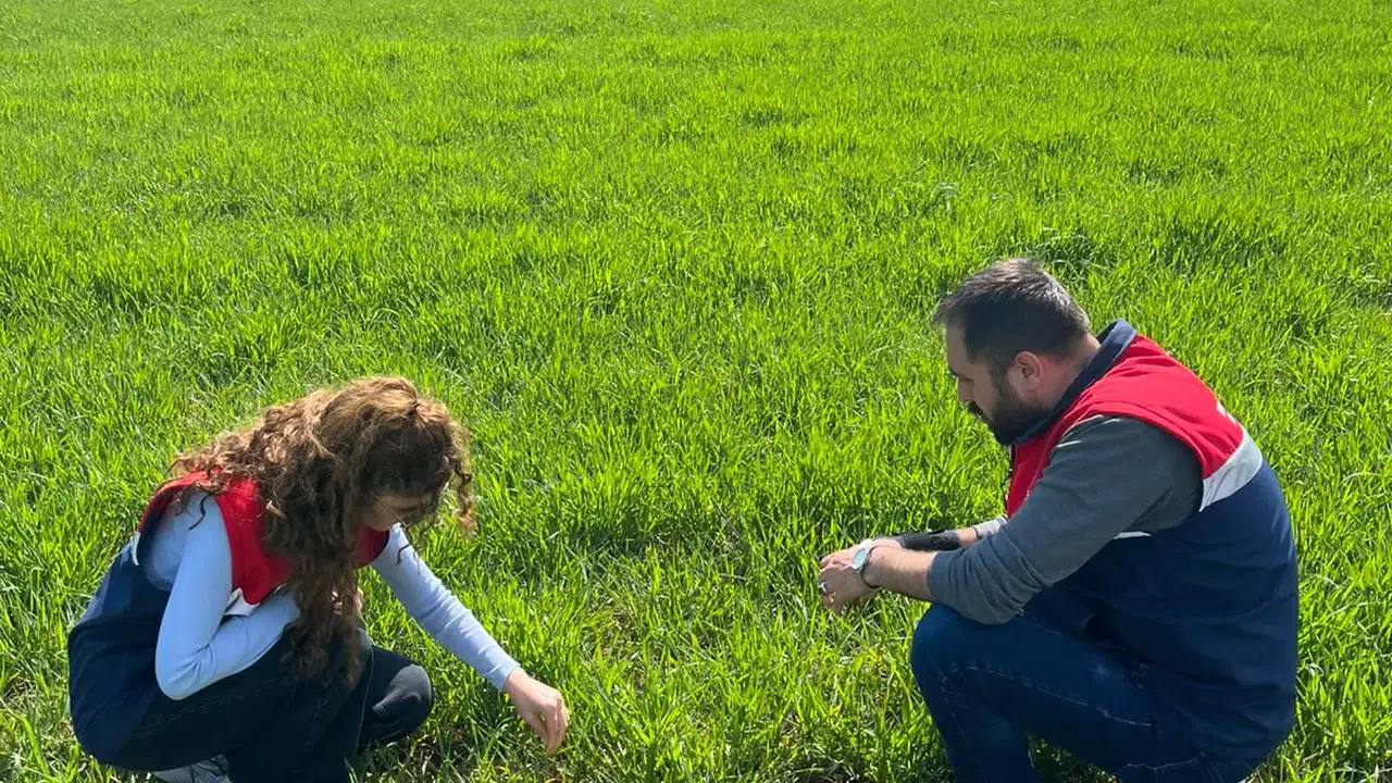 Hububat Ekili Alanlarda Fenolojik Gözlem