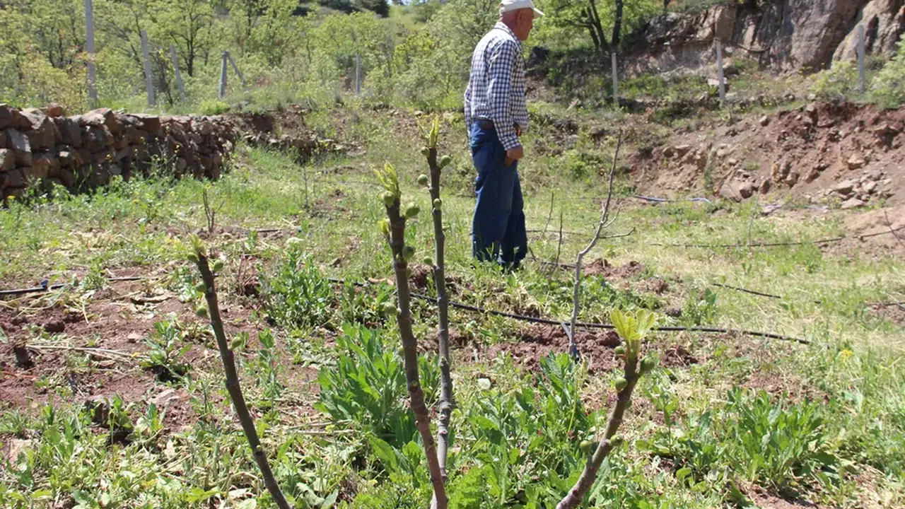 Cevize Alternatif Arayan Mühendis Mucize Yarattı