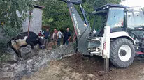 Kuyuya Düşen İnek Kurtarıldı