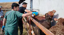 İthal Hayvanlar İçin Karantina Denetimleri