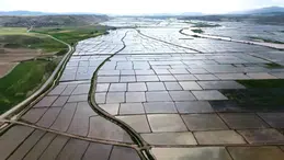 Kargı’da Susuzluk Çeltik Rekoltesini Vurdu