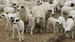 Üreticiler Dikkat, Başvurular Başladı