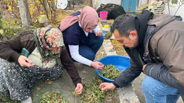 Kargı’da Salep Mesaisi