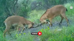 Kavga Eden Dağ Keçileri Böyle Görüntülendi