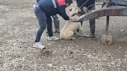 Bayat’ta Hayvan Sağlığı İçin Çifte Kalkan