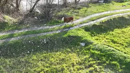 3 Kilometre Uzaklıktaki Tarlada Bulundu