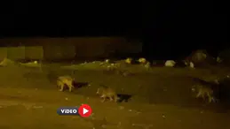 Kurt Sürüsü Köye İndi, İşte O Anlar