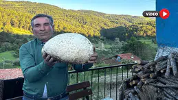 Vatandaşın Bulduğu 5 Kiloluk Mantar Şaşırttı