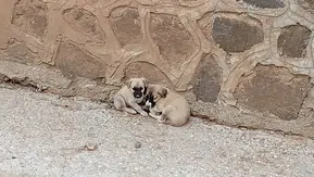 Mahsur Kalan 2 Köpek Yavrusunu İtfaiye Kurtardı