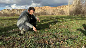 Hububat Tarlaları Mercek Altında