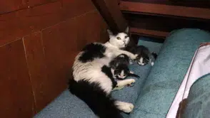 Kedi, Yavruları İle Camiye Sığındı