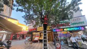 Ağaçta Mahsur Kalan Kedi Kurtarıldı