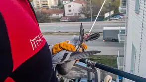 Çorum’da Güvercin Kurtarma Operasyonu