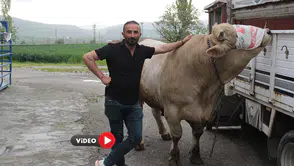 1,2 Tonluk Genco, Fiyatıyla Dudak Uçuklatıyor