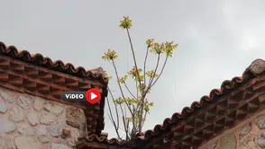 Hayrete Düşüren Ağaç, Kesiliyor, Kuruyor Ama Yeniden Yeşeriyor