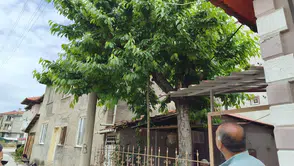 Kiraz Toplarken Hayatından Oldu
