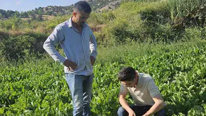 Şeker Pancarı ve Domates Tarlalarında Denetimler