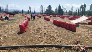 Soğan Hasadı Heyecanı Başladı