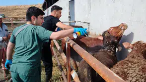 İthal Hayvanlar İçin Karantina Denetimleri