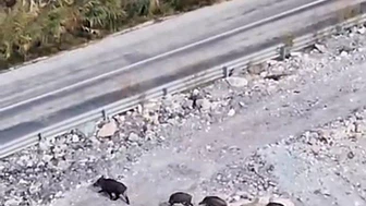 Yüksekova’da domuz sürüsü görüntülendi