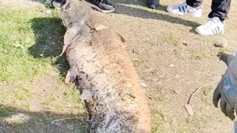 Oltaya takılan 50 kiloluk dev balık şaşırttı