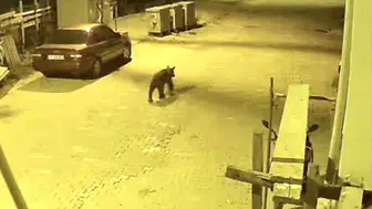 Sinop'ta ilçe merkezine inen ayı güvenlik kamerasınca kaydedildi