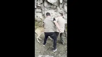 Giresun'da kara yolunda yakalanan yaban keçisi doğal yaşam alanına bırakıldı