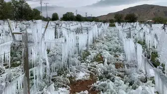 Uyarı Yinelendi, Zirai Don Geliyor