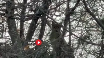 Nadir Görülen Tür Çorum’da Böyle Görüntülendi