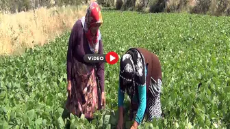 Çiftçi Hem Üretiyor Hem Satıyor