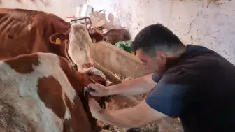 Büyükbaş Hayvanlara İçin Tüberküloz Taraması Yapıldı