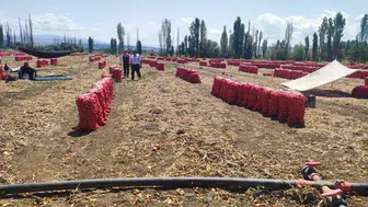 Soğan Hasadı Heyecanı Başladı