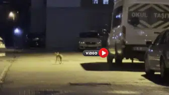 Yiyecek Arayan Tilki Böyle Görüntülendi