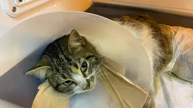 Zonguldak'ta yaralı bulunan kedi tedavisini üstlenen hayvansever sayesinde hayata tutundu