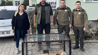 Bartın'da tuzağa yakalanan porsuk kurtarıldı