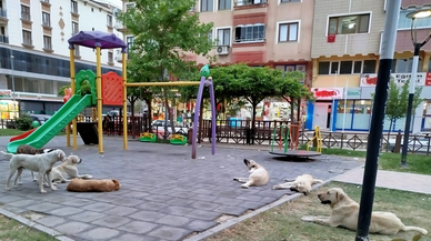 Boyabat Belediyesi sahipsiz köpekleri toplatacak