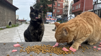Restoranın kasada dağıttığı mamalarla sahipsiz kedileri besliyorlar