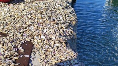 Samsun'da kaçak avlanan 1,5 ton midye ele geçirildi