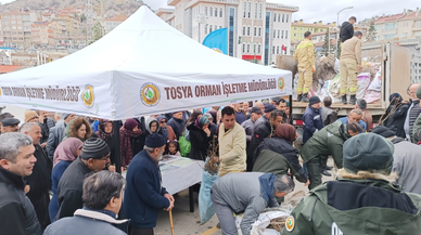Tosya'da 15 bin adet fidan dağıtıldı.