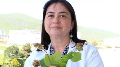 Uzmanlardan fındık kozalak akarlarıyla mücadele uyarısı
