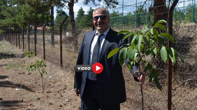 Çorum Örnek Oldu, Atıl Okul Bahçeleri Meyve Bahçesine Dönüşüyor