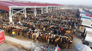 Çorum’da Kapatılan Hayvan Pazarları İçin Yeni Karar