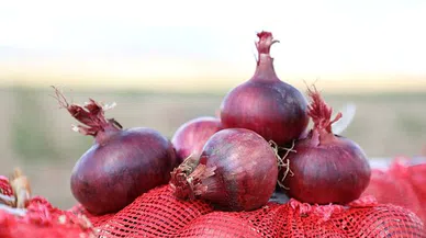 Çorum’un Mor Soğanı, Kadın Eliyle Ekonomiye Kazandırılacak