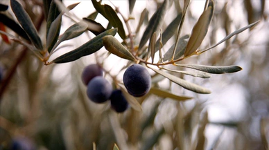 Dodurga’ya ‘Zeytin’ Dopingi