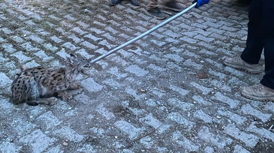 Tavuk Kümesine Giren Vaşak Yakalandı