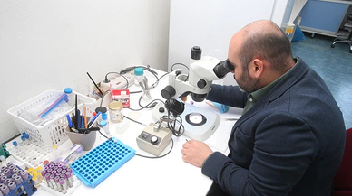 30 Bini Aşkın Kene Bilimsel Çalışmalar İçin Saklanıyor